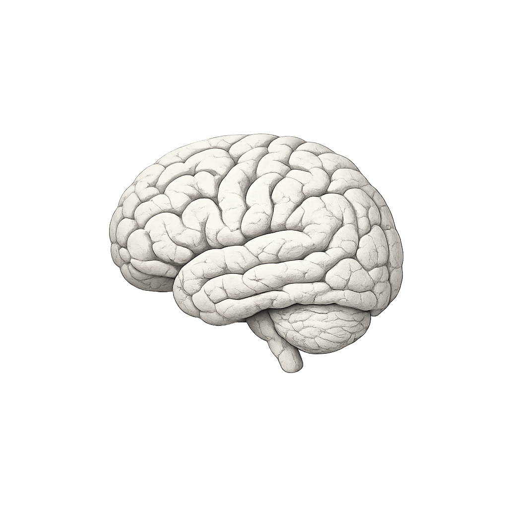 brain